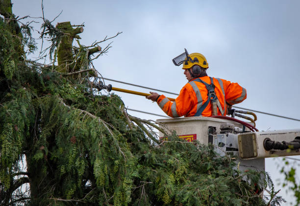 Best Utility Line Clearance  in USA